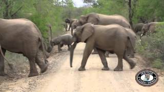 Hluhluwe Umfolozi Game Reserve KwaZulu Natal Elephant herd 50 crossing road [upl. by Ymme729]