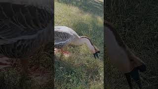 Solo Forager The BlackBeaked Goose [upl. by Gabriell]