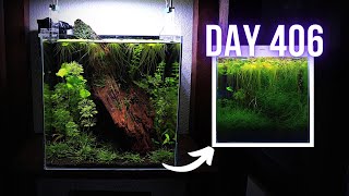 MOSS transformed this AQUARIUM ECOSYSTEM into JUNGLE  EP9 MOSS NANO CUBE AQUARIUM [upl. by Ecirum804]