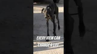 This video will save a dogs life dog rescue porsche [upl. by Eenet]