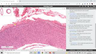 Histologia das artérias de grande e médio calibre  lâminas escaneadas  prática [upl. by Hambley]