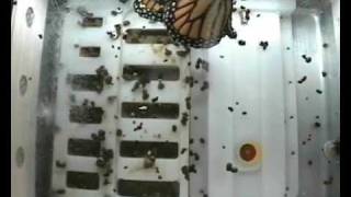 Butterflies in Space Monarch Flight Wide Angle 120309 BioServe [upl. by Thorfinn602]