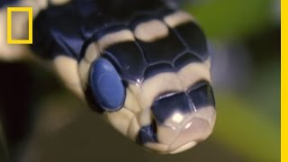 King Cobra Devours Water Snake  National Geographic [upl. by Ettenuahs]