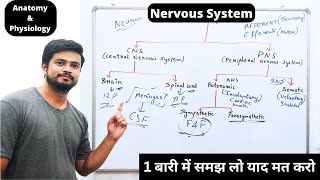 तंत्रिका तंत्र  Nervous System Anatomy and Physiology in Hindi [upl. by Shana592]