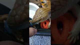 Giving my pet lizard a snack skink reptiles northernbluetongueskink tiliquascincoidesintermedia [upl. by Chance703]