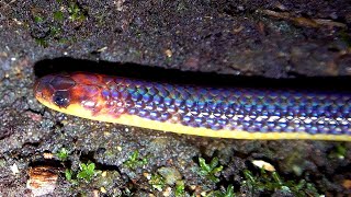 Variable Reed Snake Singapore Nature 2020 [upl. by Neik]