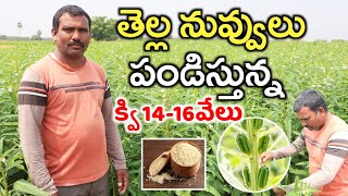 Sesame Cultivation  తెల్ల నువ్వులు పండిస్తున్న  Nuvvula Cultivation  Shiva Agri Clinic [upl. by Aidekal600]