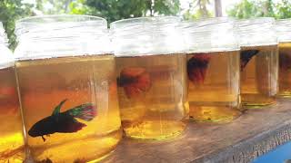 Betta Fish Bottle  Srilankan 🇱🇰 bettafish worldoffish769 [upl. by Cinom617]