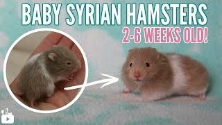 BABY HAMSTERS  2 weeks to 6 weeks [upl. by Gawen]