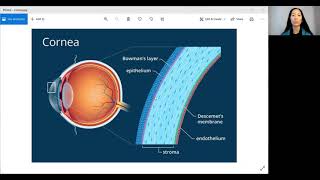 Cornea Abrasions and Corneal Erosion Syndrome [upl. by Gibbs487]