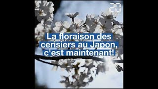 La floraison des cerisiers au Japon cest maintenant [upl. by Nilson911]