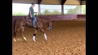 Lil Joe Survivor 3yr old gelding [upl. by Geaghan981]