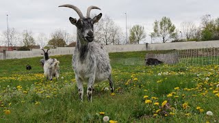 Nancy  les chèvres de retour au cimetière du Sud pour combattre les plantes invasives [upl. by Nipsirc]