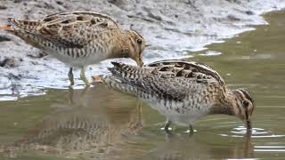 Lathams Snipe Gallinago hardwickii [upl. by Corny]