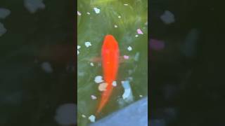 Pond Goldfish Enjoy breakfast goldfish shorts fishpond feedingfish [upl. by Flin]