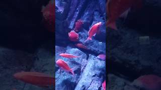 Cherry Anthias shorts fyp shortsvideo [upl. by Kimbell]