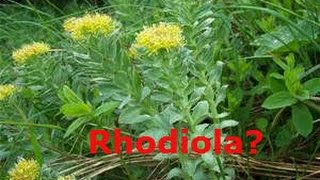 Rhodiola XS Energy  Focus [upl. by Nathanson]