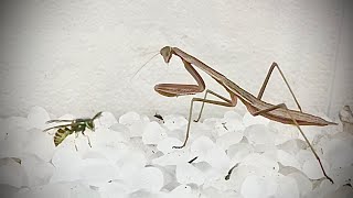 Praying Mantis VS Yellow Jacket [upl. by Eneluj]