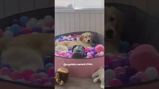 Sassy puppy 😂 goldenpupppy puppy goldenpup yourdog pets yourpet doglife funny pup [upl. by Karilynn594]