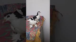 Pigron ki breed comment kro trending pigeon [upl. by Amikay92]