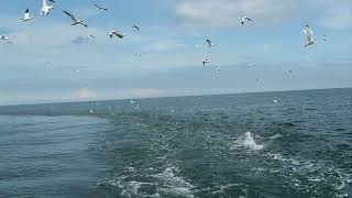 Yorkshire Belle Bridlington gannet feeding cruise August 2023 [upl. by Saunders]