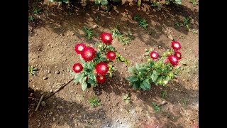 Amazing and Most Beautiful Callistephus chinensis Flowers [upl. by Enihpets426]