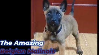 The Belgian Malinois A Canine Marvel Origins of a Working Dog [upl. by Haugen]