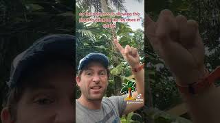 Science about trees and vines 🌴 gcse igcse travel school teacher tutor srilanka palmtrees [upl. by Benoite430]