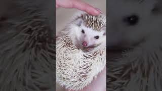 Fascinating Facts About Hedgehogs  Discover the Secrets of These Spiky Creatures [upl. by Yrome]