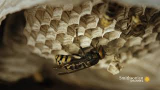 Fascinating Hornets Build An Elaborate Nest Inside a Tree [upl. by Mehcanem602]