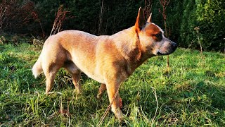 The Amazing Intelligence amp Agility of Australian Cattle Dogs [upl. by Louls]