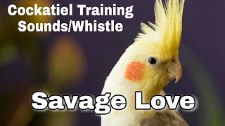 Cockatiel Training Sounds  Savage Love Whistle [upl. by Meggi]