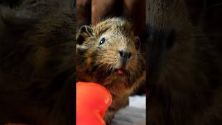 GuineaDad Exclusive Peek🌟 shorts guineapig guineadad [upl. by Cesaro]