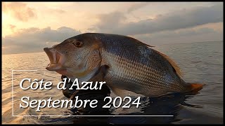 Chasse sous marine Septembre 2024  Dentis amp Pélamides [upl. by Efinnej]