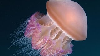 animals Cnidaria video [upl. by Retsevlys]