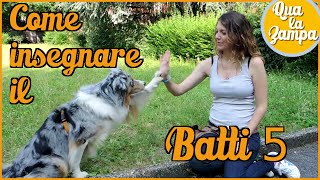 COME INSEGNARE AL CANE IL quotBATTI 5quot  Addestramento Educazione cani n° 19  Qua la Zampa CANE CANI [upl. by Phaidra]