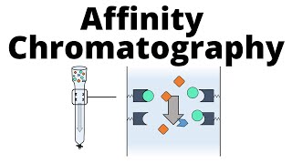 Affinity Chromatography [upl. by Arturo757]