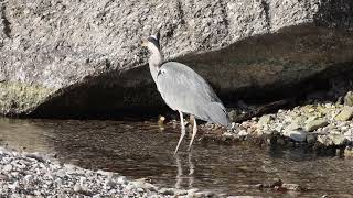 Airone cenerino  Grey Heron  Ardea cinerea [upl. by Joane]