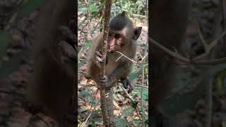 Tree of monkey make fun monkey monkey animals monkeyforest [upl. by Nnylf272]