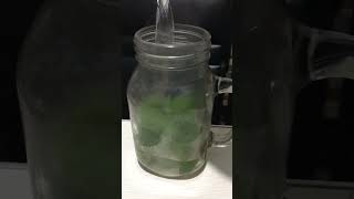 Our Home Remedy for cough and Fever Oregano Juice [upl. by Wilfred658]