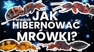 Jak hibernować MRÓWKI  Poradnik [upl. by Rehposirhc]