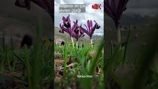 ZambakGulsosin shortvideo flowers ilkbahar bahar koyun morkoyun [upl. by Naeroled181]