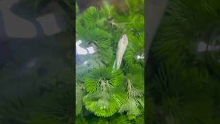 Bettas Fish amp Cabomba Plants [upl. by Notlit277]