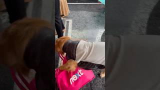 Venkey bag kosam Bruno excitement 🐕😍 anjaliprasad rajampet petlove petcare [upl. by Elmore]