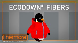 Ecodown Fibers  Infographic Video  Thermore [upl. by Bobbie]