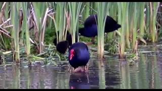 Edtivale wetlands Purple swamphen Feeding young [upl. by Nycila]