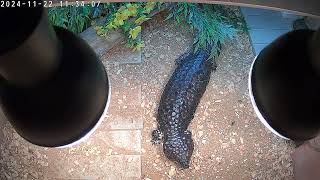 possibly gravid female shingleback skink [upl. by Cosme642]