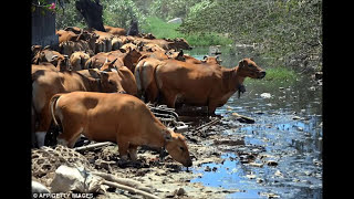 Water Pollution Documentary [upl. by Fisoi]