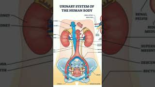 Urinary systemhuman anatomyurinarysystem [upl. by Auhsuj822]