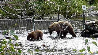 Black Bears Catching Salmon on Taylor Creek Lake Tahoe California Oct 7th 2010 [upl. by Idoux]